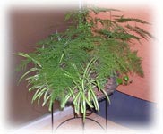 植物